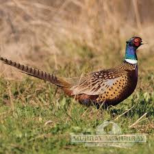 Like other types of animals, exotics pheasants have specific needs that need to be met in order to survive and thrive. Murray Mcmurray Hatchery Chinese Ringneck Pheasants