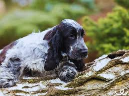 Image result for anglický kokršpaněl