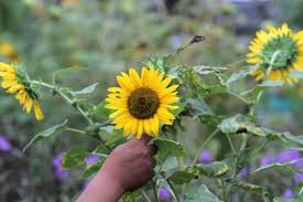 Harga benih bunga matahari hias bibit sunflower seeds biji tanaman refill. Melihat Keindahan Bunga Matahari Di Ujung Menteng Bagian 4