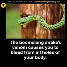 Pin By Virginia A Witman On Snakes Snake Venom Snake Fun Facts