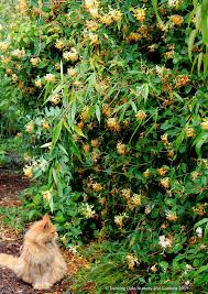 Image result for Honeysuckle 1973 Austin