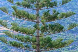 Image result for Arauk rie Araucaria