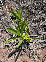 Image result for Dichapetalum deflexum
