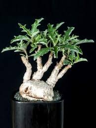 Image result for Pterodiscus