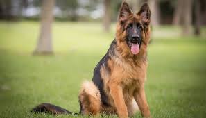 Maybe you would like to learn more about one of these? German Shepherd Dog Training Gsd Training Orlando The Calm K9