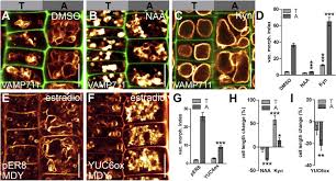 Some cells are polygonal, cubical, elongated, oval, rectangular etc. Auxin Regulates Snare Dependent Vacuolar Morphology Restricting Cell Size Elife