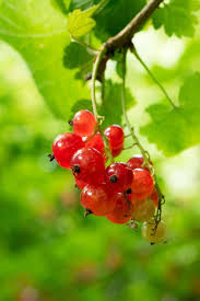 Aroma und geschmack der blätter nur vor der blüte optimal. Johannisbeeren Richtig Schneiden Straucher Und Hochstamm Botanik Guide