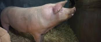 Sexo Com Porco Comendo A Mulher E Gozando Na Buceta - Zoofilia