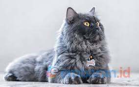 Kucing persia ini termasuk kucing yang digemari oleh para catlovers loh karena bentuk tubuh kucing fatnose dan memiliki wajah yang unik. Kenali 4 Macam Kucing Persia Yang Wajib Diketahui Embaran Id
