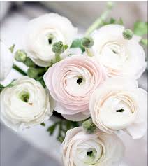 Fresh flowers near me cheap. White Ranunculus Ranunculus Flowers Flower Shop Interiors Flowers