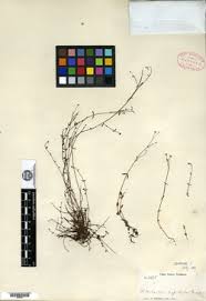 Image result for Oldenlandia echinulosa