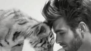 Or Jon Kortajarena Nuzzling A Baby Tiger Men With Cats Jon Kortajarena Baby Animals