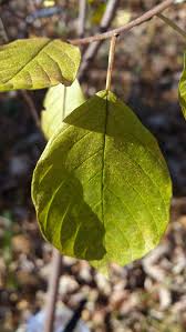 We Are Being Invaded By European Buckthorn Invasive Plants Invasive Species Fruit Bearing Trees