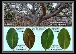 Image result for Ficus amadiensis
