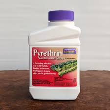 Image result for Pyrethrin