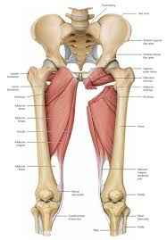 The hip flexors are a treatment muscles of the hips and therapist about performing these exercises. Why I Can T Squat That Low Part Two Freeing The Adductors