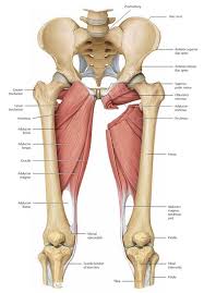 133 175 просмотров • 24 мая 2018 г. Why I Can T Squat That Low Part Two Freeing The Adductors