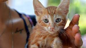 kedi kopek tuyunden korkmayin youtube