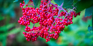This shrub reaches 15 to 20 feet. Red Elderberry Red Berried Elder Sambucus Racemosa
