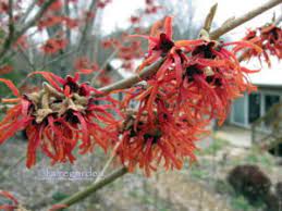 See more ideas about winter flowers, florist, flowers. Winter Interest Using Trees And Shrubs