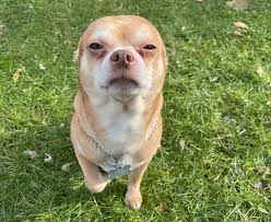 El heroe, al ver el retrato de la princesa, queda profundamente obsesionado con su belleza y se. Prancer The Haunted Victorian Child Dog From Viral Ad Has Been Adopted Npr