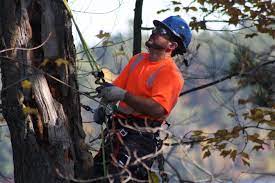 Pin On Spring Tree Service
