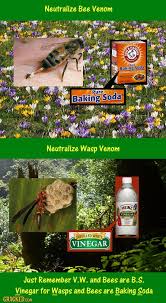 Black And White Wasp Sting Treatment 19 Home Remedies You Won T Believe Actually Work Home Remedies Natural Home Remedies Remedies