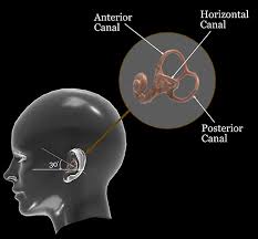 Bppv is caused by a problem in your inner ear. Frontiers Bppv Simulation A Powerful Tool To Understand And Optimize The Diagnostics And Treatment Of All Possible Variants Of Bppv Neurology