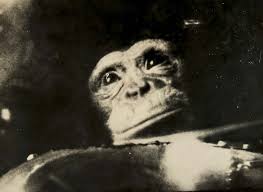 Lot 92 Ham The First Chimpanzee In Space Mercury Redstone 2 31 January 1961 Vintage Gelatin Silver Print 19 X 24cm Est 10 History Historical Photos Chimp
