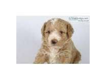 Find the perfect aussiedoodle puppy for sale in north carolina, nc at puppyfind.com. Aussiedoodle Puppies For Sale In North Carolina