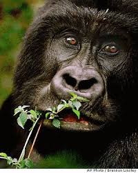 Primates In Peril Rainforest Animals Animals Primates