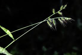 Image result for Poecilostachys oplismenoides