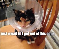Petco veterinary clinics and hospitals offer a range of services including cat and dog vaccinations, microchipping, spaying and neutering, and infectious disease screenings. All Pets Vet Hospital Home Facebook