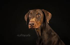 orrelux dogs animals photo