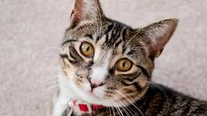 It's important to know that they don't do it out of spite. What To Do If Your Cat Is Marking Territory The Humane Society Of The United States
