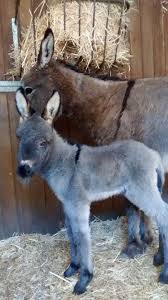 Pin On Donkey And Mule Page