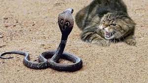 Mimpi ini merupakana sebuah pertanda bahwa ada seseorang yang sedang iri dengan anda. 99 Arti Dan Makna Mimpi Melihat Kucing Membunuh Ular Berbisa Menut Primbon Jawa Dan Tafsir Islam Lengkap Makna Mimpi Kucing