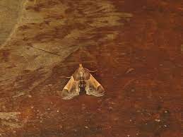 Because clothes moths seldom wander far from. Crawl Space New York State Ipm Program