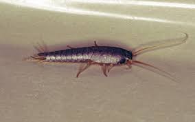 They rely mostly on carbohydrates to survive that come from starches and natural sugars. The Most Common Types Of Silverfish Insect Cop Silverfish Insects Insect Species