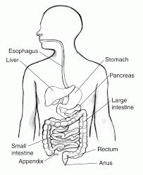 Digestive system drawing at getdrawings #2687391. Coloring Pages Of Digestive System Coloring Home