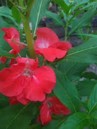 Seputar tentang nama nama bunga dan gambar mulai dari sketsa, kartun dan macam macam atau jenis, asalnya, yang indah dan cantik yang langka atau sudah punah. Indahnya Bunga Di Sekitar Rumah Steemit