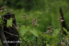 Image result for Cynanchum ledermannii