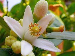 If you plan your garden landscape well, you can have various shades of tree blossoms in spring, summer, and fall. Orange Tree Flower White Flowering Trees Citrus Trees Orange Tree