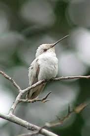 Black Bird With Orange Belly In Georgia A White Hummingbird In Georgia By Russell Johnson Nature Birds Beautiful Birds Pretty Birds