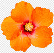 Native to the mexico and united states, the shrub can be found clinging to the rocks. Hibiscus Png Images Pngegg