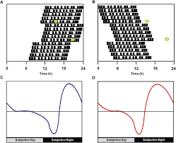 The word nocturnal comes from the latin word nocturnus , which means belonging to the night. Distinct Feedback Actions Of Behavioural Arousal To The Master Circadian Clock In Nocturnal And Diurnal Mammals Sciencedirect