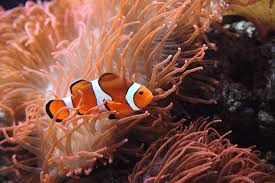 There Are Lots Of Colorful Species Within The Clownfish Family The Majority Of Them Are Orange Yellow Or A Reddish Color Several Clown Fish Animals Fish Pet