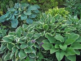 Schattenpflanzen Mit Bluten Und Blattschmuck Schattenpflanzen Pflanzen Schattenpflanzen Garten