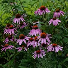 Image result for Echinacea purpurea `Magnus`