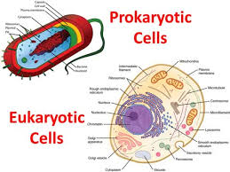 Prokaryote Vs Eukaryote Beverly Hills High School